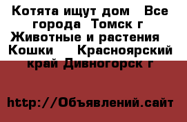 Котята ищут дом - Все города, Томск г. Животные и растения » Кошки   . Красноярский край,Дивногорск г.